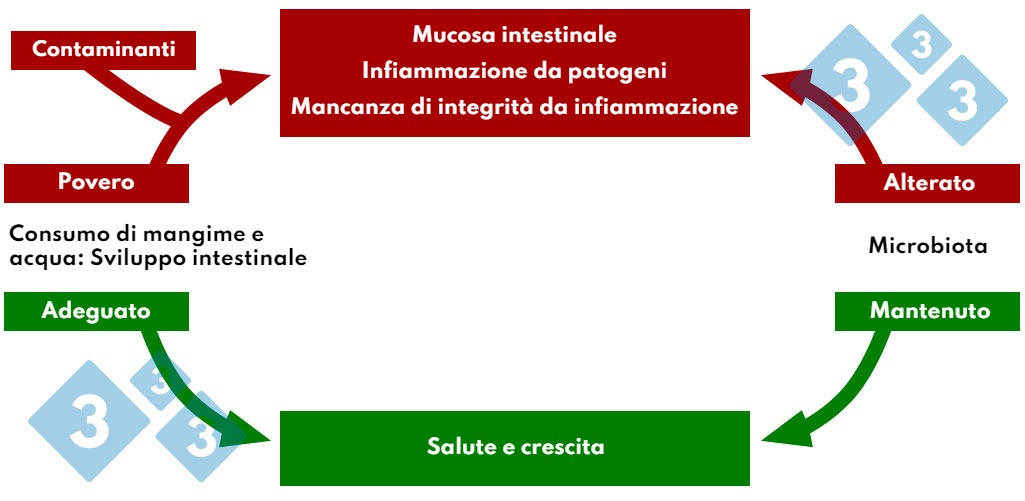 Interazione del consumo di mangime e acqua nella patologia intestinale