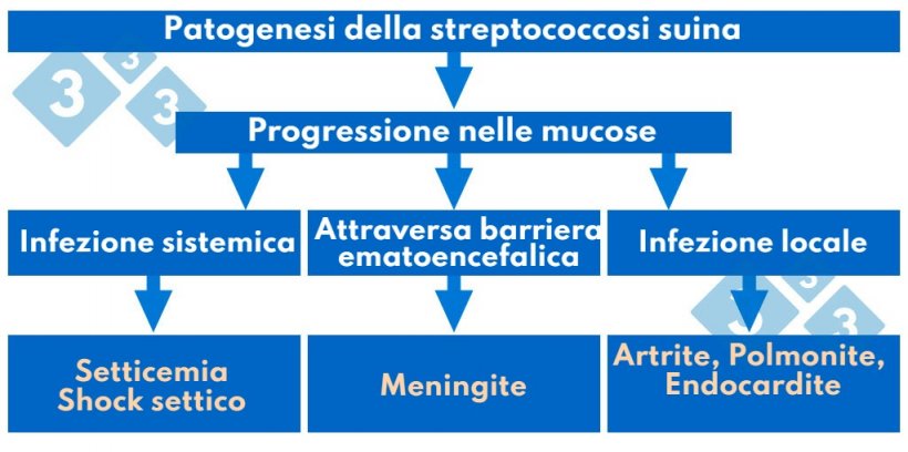 Tabella 1. Patogenesi dello streptococco suino.
