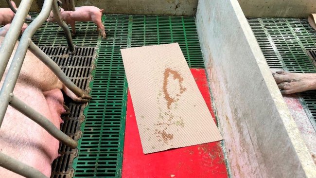 Immagine 1. Un metodo pratico per raccogliere la diarrea consiste nell'utilizzare tappetini di carta che vengono utilizzati per asciugare e dare conforto ai suinetti durante il parto. Questi tappetini vengono lasciati nelle gabbie parto e se c'è diarrea i suinetti li sporcheranno, poi serviranno per preparare il composto che somministreremo alla scrofa.