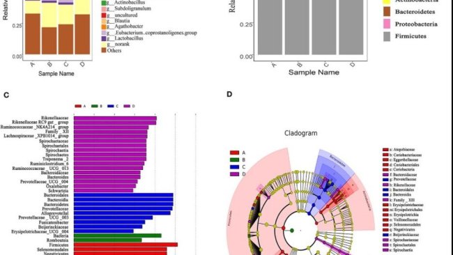 Changes of caecum microbiota compositions of weaned piglets fed with or without dietary bacteriophage (n = 5). (A) The relative abundance of caecum microbiota composition at the phylum level. (B) The relative abundance of caecum microbiota composition at the genus level. (C) Cladogram and LDA value distribution histogram. Sample name A: the control diet supplemented with 25 mg/kg quinocetone and 11.25 mg/kg chlortetracycline in the basal diet; Sample name B: 200 mg/kg bacteriophage diet; Sample name C: 400 mg/kg bacteriophage diet; Sample name D: 600 mg/kg bacteriophage diet. The bacterial taxa were significantly differentiated between the bacteriophage group and the control group using linear discriminant analysis coupled with effect size (LEfSe) with the default parameters. Fonte: https://doi.org/10.3389/fvets.2021.623899