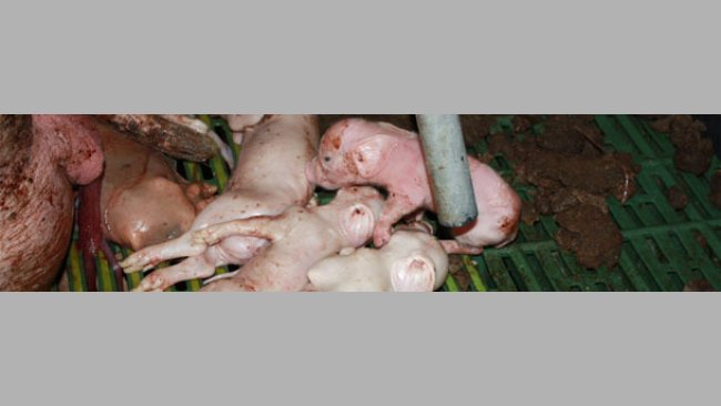 Suinetti nati morti