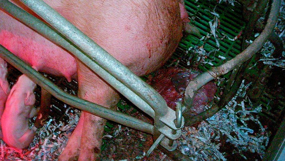 Monitoraggio dei parti
