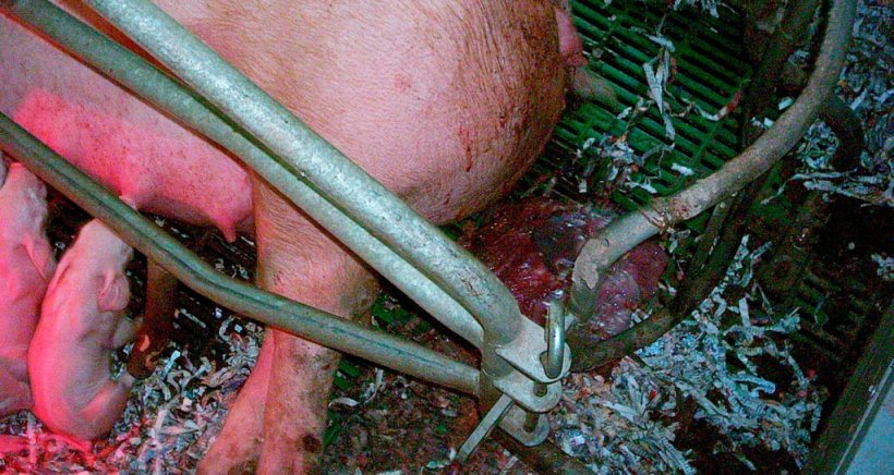 Monitoraggio dei parti