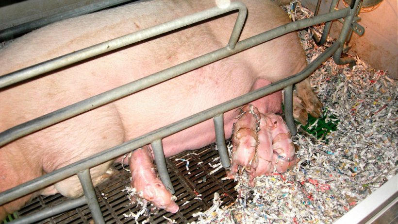 Pareggiare le figliate.