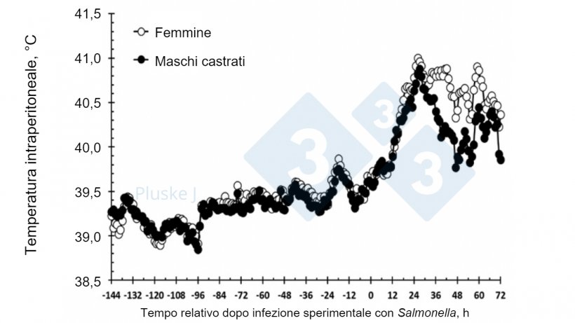 Figura 2. Effetto dell&#39;essere una femmina o un maschio castrato sulla risposta della temperatura intraperitoneale a un challenge orale con Salmonella typhimurium. C&#39;&egrave; stata un&#39;interazione sesso-tempo (P &lt;0,001) in cui le femmine avevano una temperatura pi&ugrave; alta rispetto ai suini castrati tra 36-63 e 72 ore dopo l&#39;infezione sperimentale&nbsp;(Burdick Sanchez et al., 2017).
