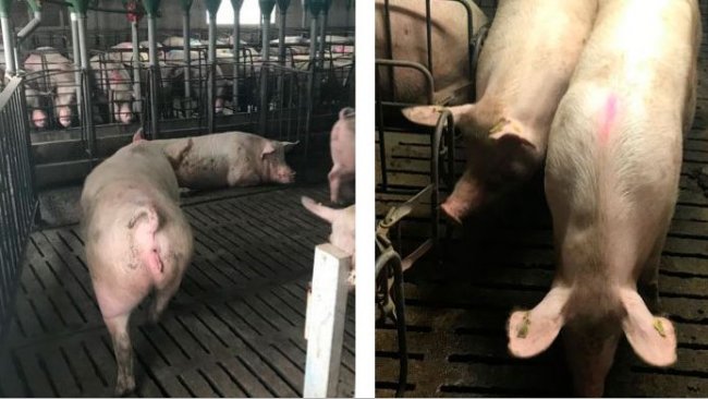 Foto 1. Movimentazione delle scrofe a 35 giorni di gestazione.