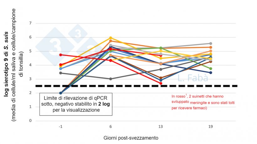 Figura 2. S9 di S. suis nel cavo orale prima e dopo lo svezzamento. Il carico di S. suis sierotipo 9 (media dei campioni di saliva e tonsille) cambia dopo lo svezzamento per 15 suinetti di 3 figliate&nbsp;diverse (assegnate in base all&#39;origine della scrofa, 3 per box allo svezzamento).
