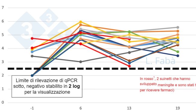Figura 2. S9 di S. suis nel cavo orale prima e dopo lo svezzamento. Il carico di S. suis sierotipo 9 (media dei campioni di saliva e tonsille) cambia dopo lo svezzamento per 15 suinetti di 3 figliate diverse (assegnate in base all'origine della scrofa, 3 per box allo svezzamento).