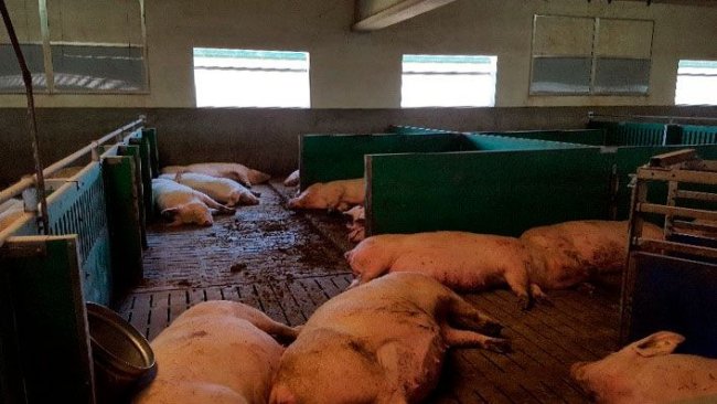 Immagine 1. È importante rispondere dal punto di vista nutrizionale alle elevate esigenze nutrizionali delle scrofe iperprolifiche alla fine della gestazione per ridurre i problemi neonatali nel postparto.