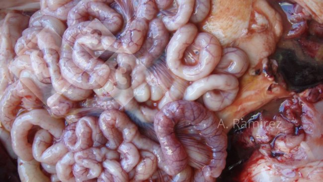 Immagine 2. Intestino tenue leggermente ondulato (a causa dell'ispessimento della parete intestinale) che suggerisce ileite cronica da lieve a moderata senza complicazioni. Se aprissimo l'intestino, l'ispessimento e l'increspatura diventerebbero più evidenti.