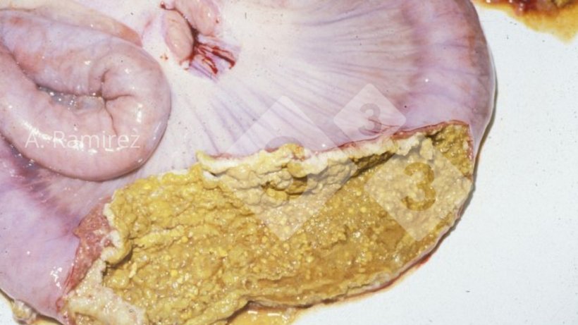 Immagine 3. Ileo di suino&nbsp;con membrana necrotica adesa&nbsp;alla superficie della mucosa intestinale.

