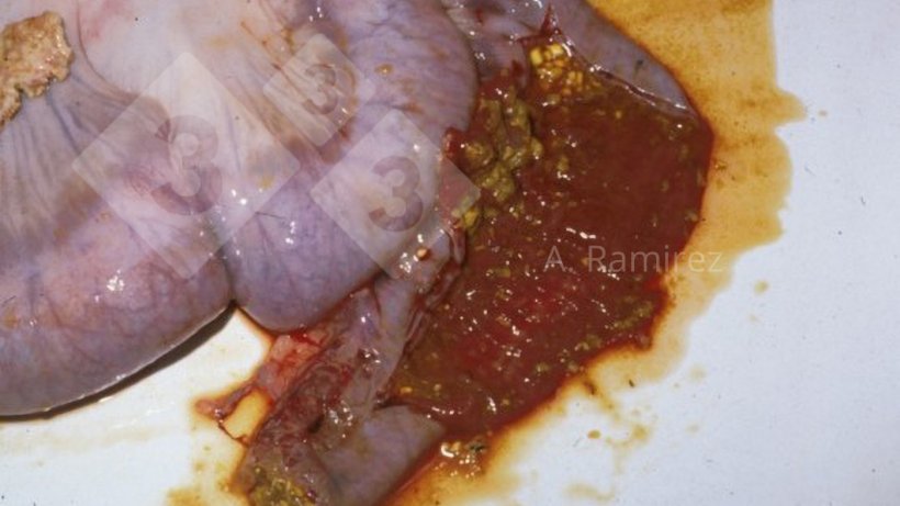 Immagine 1. Ileo di suino&nbsp;con ileite iperacuta che mostra intestini leggermente dilatati con contenuto intestinale emorragico misto ad alcuni alimenti parzialmente digeriti.
