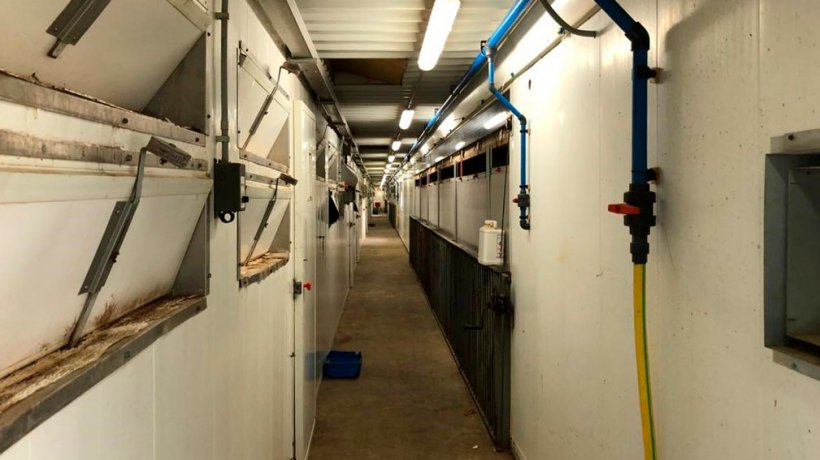 Immagine&nbsp;2. L&#39;uso di pediluvi all&#39;ingresso dei reparti di sala parto, cos&igrave; come la pulizia generale e le misure di ordine in allevamento, sono importanti per ridurre al minimo la pressione dell&#39;infezione.
