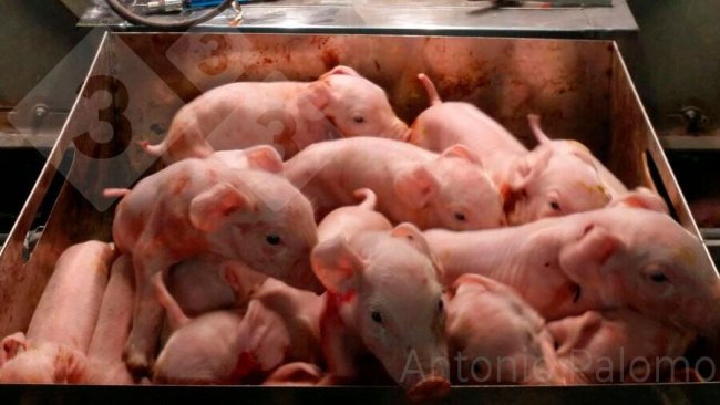Figliata di 16 suinetti di una scrofa iperprolifica.