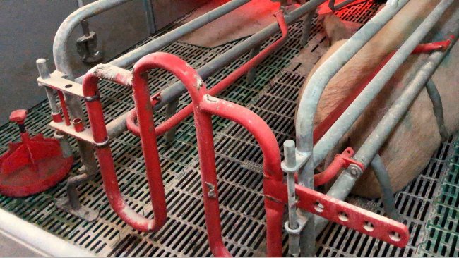 Immagine 1. Quando si usano i piattelli per somministrare acqua ai suinetti, è essenziale che siano tenuti puliti e che l'acqua venga aggiunta frequentemente.