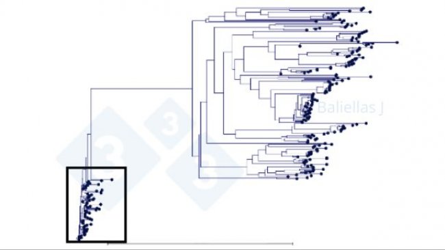 Figura 1: Albero filogenetico con la storia delle sequenze ORF5 rilevate in una regione nel corso di 4 anni.
