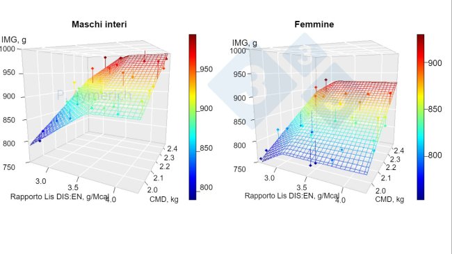 Figura 1. Modello dell'effetto del rapporto lisina-energia e del consumo medio giornaliero in maschi interi e femmine tra 70 e 105 kg di peso vivo. IMG = Incremento medio giornaliero, CMD = consumo medio giornaliero. Fonte: Aymerich et al., 2020.