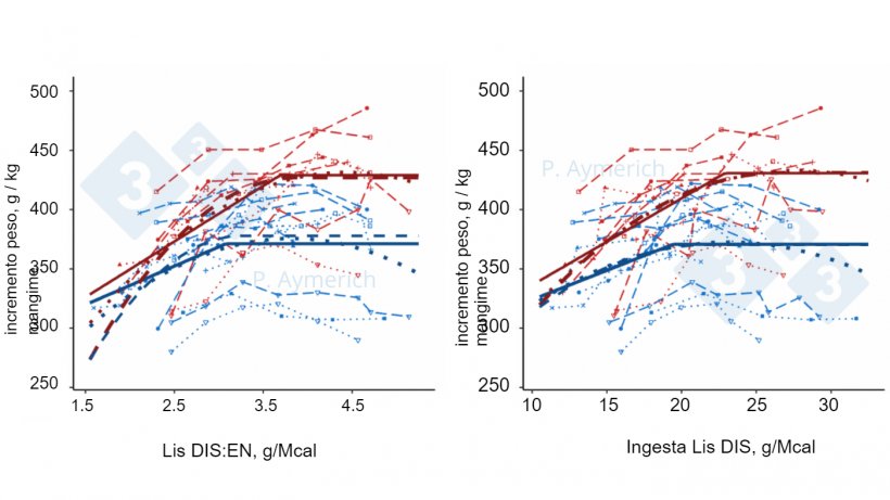 Figura 2. Modello&nbsp;dell&#39;effetto del rapporto lisina-energia e dell&#39;ingestione&nbsp;giornaliera di lisina nei maschi interi (rosso) e femmine (blu) in fase di finissaggio sull&#39;indice&nbsp;di conversione (Aymerich et al., 2021).
