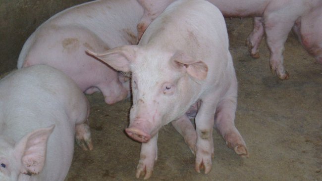 Cerdo en posición de "perro sentado"