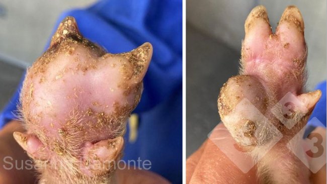 Figura 2. Lesione plantare su suinetto di 15 gg.