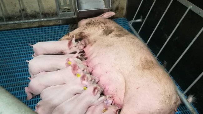 Figura 7. Box parto con la scrofa libera.