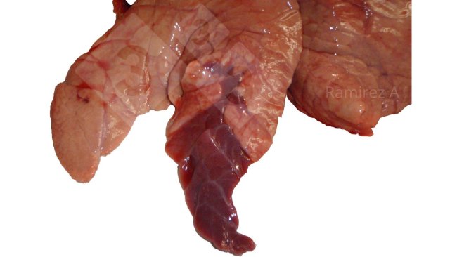 Figura 1. Immagine che mostra il classico consolidamento cranio-ventrale associato a Mycoplasma hyopneumoniae (non diagnostico) e molte altre infezioni batteriche, nonché alcune infezioni da virus dell'influenza A.
