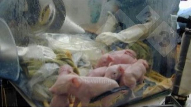 Figura 1. Produzione di suini senza germi (germ free).