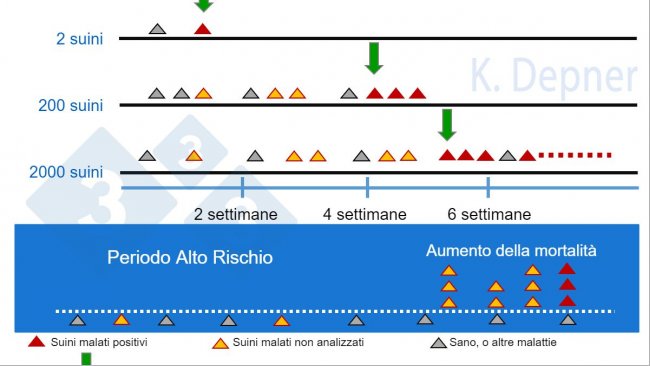 Figura 1. Periodo ad alto rischio e dimensione dell'allevamento. In quelli piccoli di solito è più facile rilevare precocemente la PSA a causa del piccolo numero di capi, mentre in quelli grandi i primi suini malati o morti possono passare inosservati...
