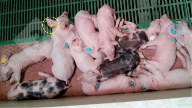 Immagine 5. Suinetti con marchi auricolari di colore diverso a causa del mancato rispetto del TP-TV.
