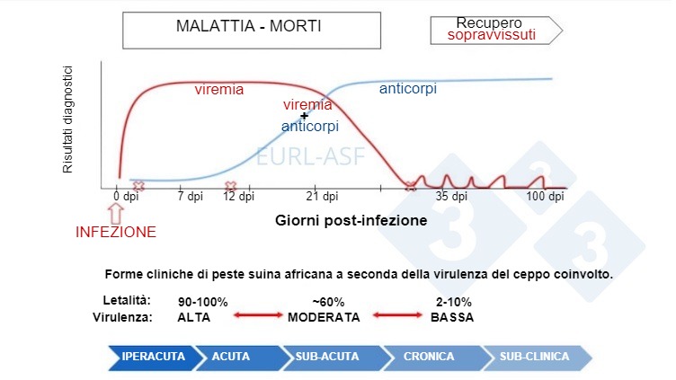 Figura 1. Diagramma della rilevazione di virus e anticorpi, nonch&eacute; della variabilit&agrave; nella virulenza del ceppo dopo l'esposizione alla PSA. Fonte: Laboratorio di riferimento dell'Unione europea per la PSA.
