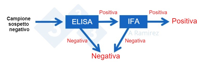 Figura 2. Diagramma che dimostra l'uso di PSA IFA come test di conferma per campioni che sono inaspettatamente positivi per PSA mediante ELISA. Un presunto campione negativo che fornisce un risultato ELISA negativo &egrave; considerato negativo. Se questo campione fornisce inaspettatamente un risultato positivo, &egrave; possibile eseguire un PSA IFA come test di conferma. Cio&egrave;, se il test IFA &egrave; positivo, il campione &egrave; confermato positivo. Se il test IFA &egrave; negativo, supporremo che sia stato un falso positivo purch&eacute; anche la PCR sia negativa per confermare che non vi &egrave; alcuna infezione recente.
