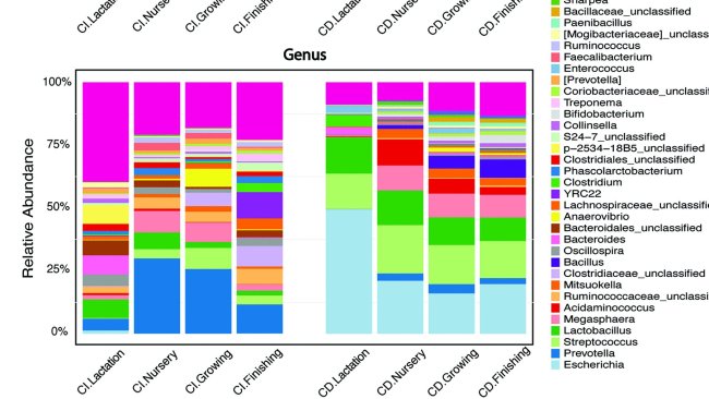 Grafici a barre che mostrano i phyla (pannello superiore) e i primi 20 generi (pannello inferiore) nelle feci suine raccolte in quattro punti temporali mediante sequenziamento dell'amplicone del gene 16S rRNA utilizzando metodi indipendenti dalla coltura (CI) o dipendenti (CD). Il grafico a barre in pila generato dal metodo CD è il risultato dell'unione di taxon da tutte le 53 condizioni di coltura. L'altezza della barra in ogni colore rappresenta l'abbondanza relativa di un taxon batterico.