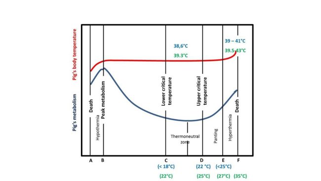 termo