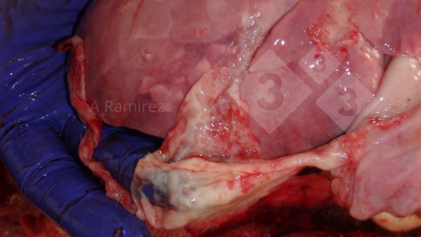 Figura 2: Foto di un essudato fibrinoso/fibroso sulla superficie del polmone. La fibrina e il parenchima polmonare sono campioni da raccogliere nella diagnosi di&nbsp;G. parasuis.
