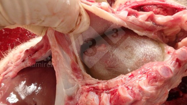 Figura 1: Foto di pericardite fibrinosa identificata durante l'autopsia. Fluido e fibrina sono buoni campioni da raccogliere nella diagnosi di G. parasuis.