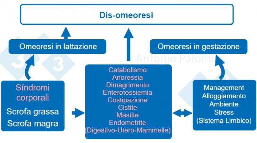 Figura 1. Disturbi metabolici nelle scrofe. Fisiopatologia postpartum, 2015. (Palomo, 2015).
