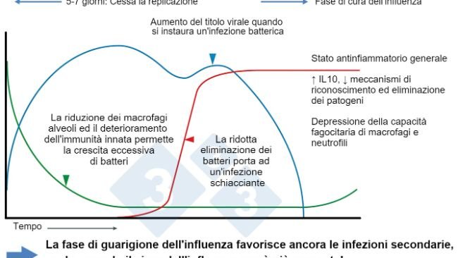 Figura 1. Modificato da McCullers, 2014