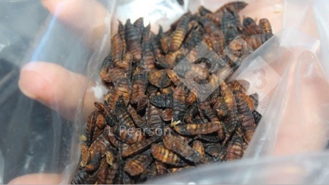 Figura 1. Produzione di larve di mosca soldato nero.