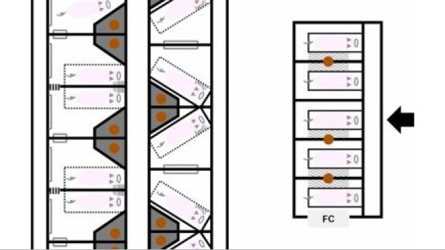 Fig. 1. Distribuzione dei sistemi di parto testati nel presente studio. C'erano cinque recinti del sistema convenzionale con gabbie da parto (FC) in un posto parto e sei box SWAP e sei box JLF15 che sono i sistemi di gabbia a chiusura temporanea in un'altra unità di parto. Le frecce indicano gli ingressi alle unità parto. I disegni dei suini indicano la posizione delle scrofe al momento della stabulazione, eccetto quelli sui box superiori di SWAP e JLF15. I box superiori di SWAP e JLF15 indicano l'area disponibile per le scrofe libere. I quadrati che delimitano le scrofe indicano le gabbie da parto (le linee continue sono i lati fissi, e le linee tonde e tratteggiate sono le sponde regolabili) (periodo di cova per FC: dall'ingresso allo svezzamento; per SWAP e JLF15: da 1 giorno dalla data prevista per il parto a 3 giorni dopo il parto). I cerchi arancioni indicano le lampade per suinetti. I trapezi grigi nei box SWAP e JLF15 indicano le aree nido per i suinetti. I quadrati con il motivo a zig zag che riempiono i box FC indicano i tappetini riscaldanti per suinetti. I quadrati con il motivo a strisce verticali strette che riempiono i box SWAP e JLF15 indicano le rastrelliere di paglia. Le forme delle staffe nei box SWAP e JLF15 indicano i binari di protezione dei suinetti. I quadrati con il riempimento del motivo a strisce verticali scure indicano i cancelli con sbarre di metallo nei box SWAP. Le pareti inclinate dei box SWAP non indicate in figura sono installate ai lati fissi delle casse.