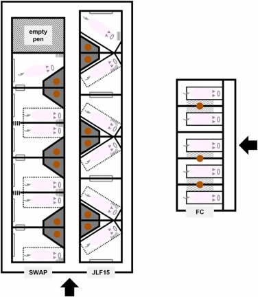 Fig. 1. Distribuzione dei sistemi di parto testati nel presente studio. C'erano cinque recinti del sistema convenzionale con gabbie da parto (FC) in un posto parto e sei box SWAP e sei box JLF15 che sono i sistemi di gabbia a chiusura temporanea in un'altra unità di parto. Le frecce indicano gli ingressi alle unità parto. I disegni dei suini indicano la posizione delle scrofe al momento della stabulazione, eccetto quelli sui box superiori di SWAP e JLF15. I box superiori di SWAP e JLF15 indicano l'area disponibile per le scrofe libere. I quadrati che delimitano le scrofe indicano le gabbie da parto (le linee continue sono i lati fissi, e le linee tonde e tratteggiate sono le sponde regolabili) (periodo di cova per FC: dall'ingresso allo svezzamento; per SWAP e JLF15: da 1 giorno dalla data prevista per il parto a 3 giorni dopo il parto). I cerchi arancioni indicano le lampade per suinetti. I trapezi grigi nei box SWAP e JLF15 indicano le aree nido per i suinetti. I quadrati con il motivo a zig zag che riempiono i box FC indicano i tappetini riscaldanti per suinetti. I quadrati con il motivo a strisce verticali strette che riempiono i box SWAP e JLF15 indicano le rastrelliere di paglia. Le forme delle staffe nei box SWAP e JLF15 indicano i binari di protezione dei suinetti. I quadrati con il riempimento del motivo a strisce verticali scure indicano i cancelli con sbarre di metallo nei box SWAP. Le pareti inclinate dei box SWAP non indicate in figura sono installate ai lati fissi delle casse.