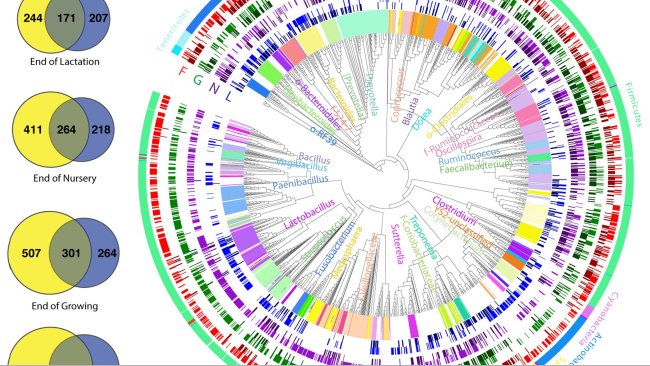 FIG 1 Vista coltura-indipendente (CI) e coltura-dipendente (CD) del microbioma intestinale dei suini in quattro fasi di crescita. I diagrammi di Venn (a) mostra il numero di ASV batterici rilevati con i metodi CI (blu) e CD (giallo) in ogni momento. L'albero filogenetico (b) mostra gli ASV batterici rilevati dai metodi CI (colore scuro) e CD (colore chiaro) alla fine della lattazione (L; blu), svezzamento (N; viola), crescita (G; verde) e ingrasso ( F; rosso). L'anello più esterno è colorato per phylum, mentre l'anello più interno e le etichette sono selettivamente colorati per genere.
