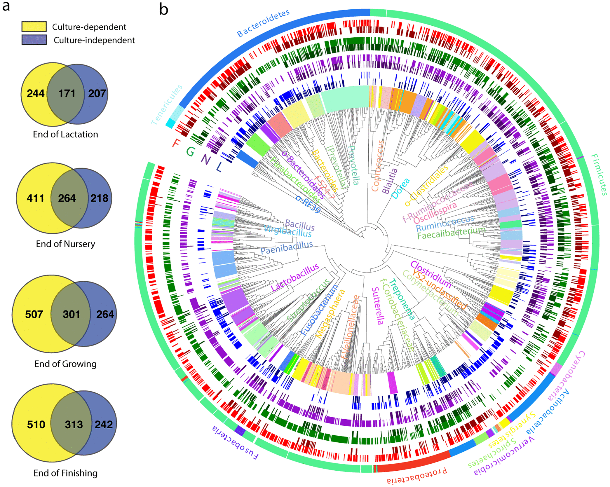 FIG 1 Vista coltura-indipendente (CI) e coltura-dipendente (CD) del microbioma intestinale dei suini in quattro fasi di crescita. I diagrammi di Venn (a) mostra&nbsp;il numero di ASV batterici rilevati con i metodi CI (blu) e CD (giallo) in ogni momento. L&#39;albero filogenetico (b) mostra gli ASV batterici rilevati dai metodi CI (colore scuro) e CD (colore chiaro) alla fine della lattazione (L; blu), svezzamento (N; viola), crescita (G; verde) e ingrasso&nbsp;( F; rosso). L&#39;anello pi&ugrave; esterno &egrave; colorato per phylum, mentre l&#39;anello pi&ugrave; interno e le etichette sono selettivamente colorati per genere.
