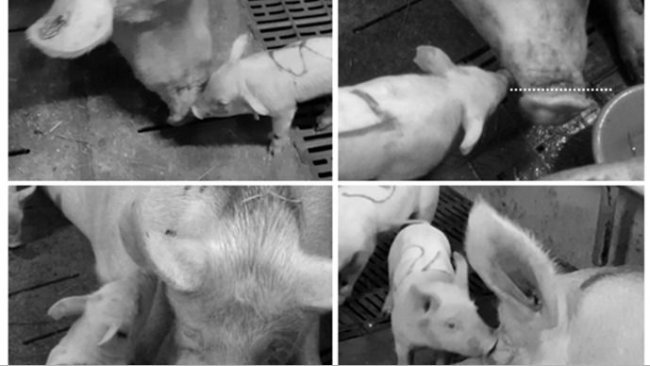 Figure 1. Aree target di 4 tipologie di comportamento di annusamento tra scrofe e suinetti: naso-naso (alto sinistra),  naso-muso, con area muso indicata tra le linee trattegiate (alto destra), naso - orecchio (basso sinistra), e naso-testa (basso destra).