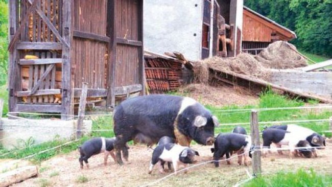 Figura 2. Scrofa Krškopolje con suinetti (a sinistra) e verro (a destra).