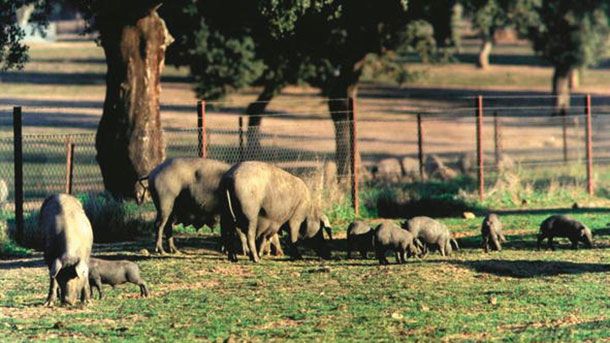 Esemplare di Porcinello grigio - Museo Val Sanagra