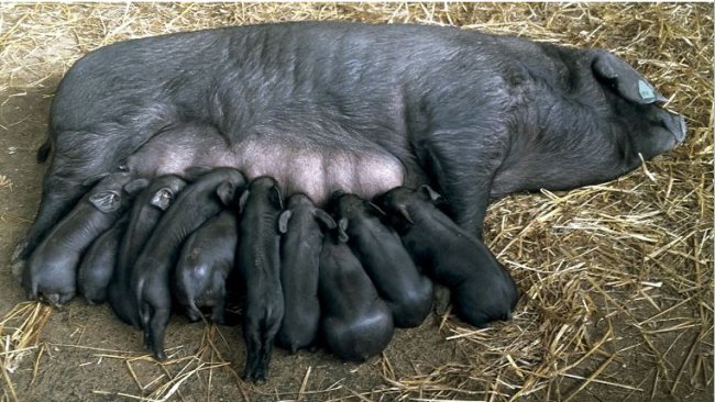 Figura 2 e 3. Scrofa di Nero di Slavonia con suinetti (a sinistra) e verro (a destra).