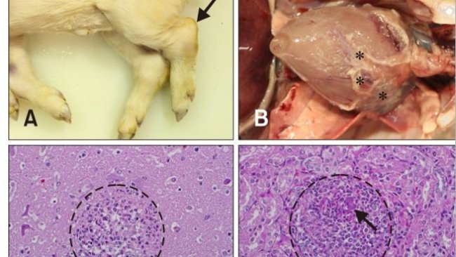 Caso 1. Reperti grossolani e istopatologici. (A) suinetto. Notare l'articolazione tarsale aumentata di volume (freccia). (B) Cavità toracica. Materiali giallastri (asterischi) erano attaccati all'epicardio. (C) Cervello. È stata osservata encefalite suppurativa con microascessi multifocali (cerchio). Colorazione di ematossilina ed eosina (H&E). 400×. (D) Rene. Notare i microascessi multifocali (cerchio) con batteri intralesionali (freccia). Macchia H&E. 400×. (E) Cuore. Notare i microascessi multifocali con batteri intralesionali (freccia). Macchia H&E. 400×. (F) Cuore. Nel miocardio sono stati osservati cocchi Gram-positivi. Colorazione di Gram. 1.000 ×. Barre della scala = 20 µm (C–F).