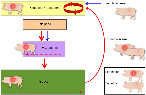 eccanismo di perpetuazione del PRRS in scrofaia