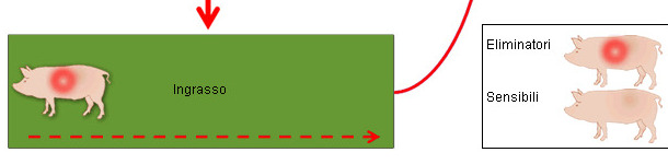 eccanismo di perpetuazione del PRRS in scrofaia