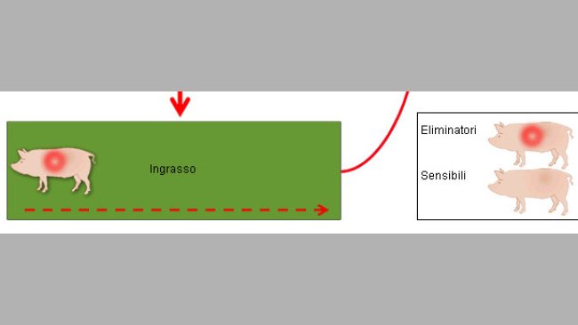 eccanismo di perpetuazione del PRRS in scrofaia